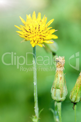 Field flowers