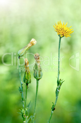 Field flowers