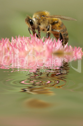 bee collects flower nectar