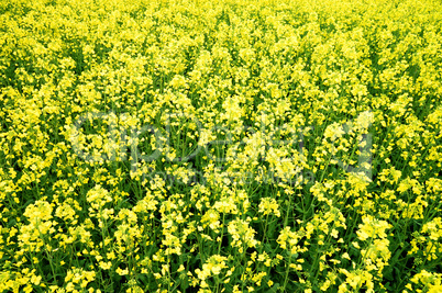 yellow field in bloom