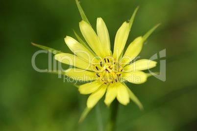 Spring field flowers