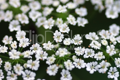 Spring field flowers