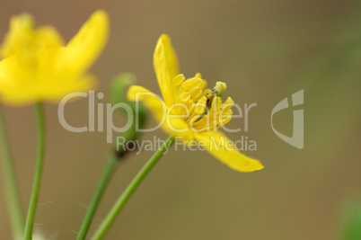 Spring field flowers