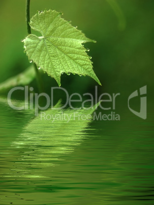 Young grape leaf in reflection.