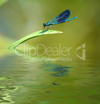 Dragonfly on stalk of grass.
