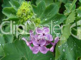 "lila" blühender frauenmantel