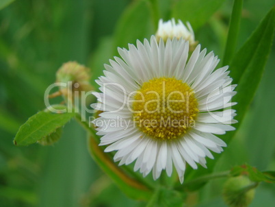 gänseblümchen