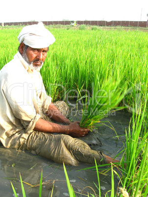 old man in rice paddy field