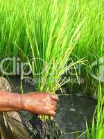 rice paddy field