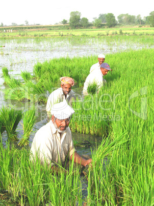 people in rice paddy field