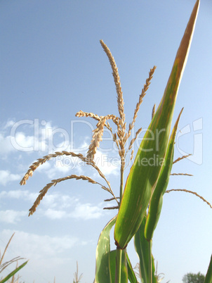 Ears of fresh corn on sky blue background