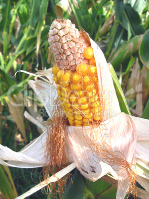 Ears of fresh corn