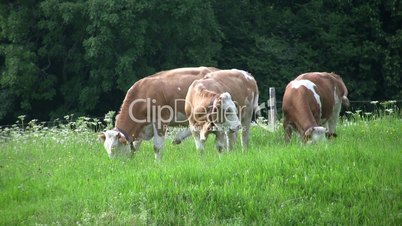 Grazing Cows