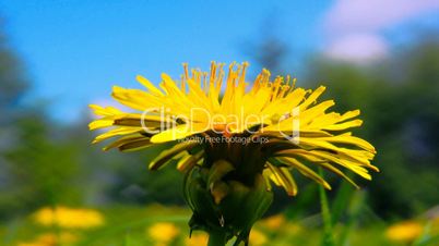 Yellow dandelion close up shot 2