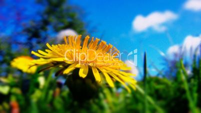 Yellow dandelion close up shot 3 (just flower in focus)