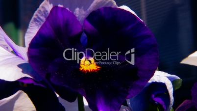 Close-up shot of viola cultivar flower 1