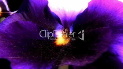 Close-up shot of viola cultivar flower 2