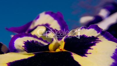 Close-up shot of viola cultivar flower 3