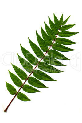 Branch of green leaves on white background.