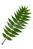 Branch of green leaves on white background.