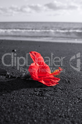 Rote Hibiskusblüte am schwarzen Sandstrand
