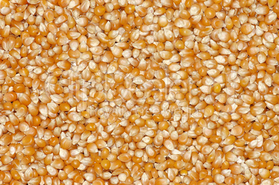 Grains of corn for background.