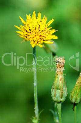 Field flowers