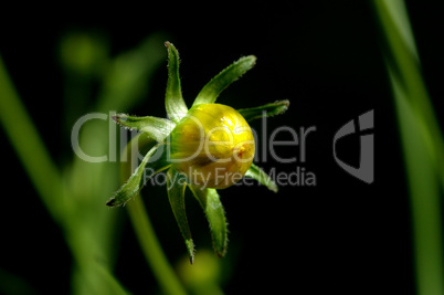 Bud of a yellow camomile.