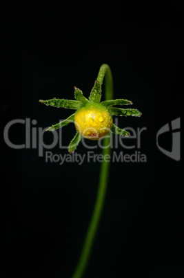 Dew on bud of yellow camomile.