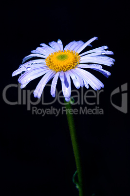 Camomile with drops of dew.