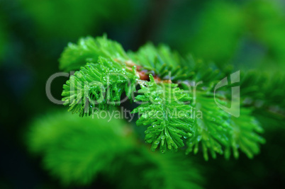 macro young fir-tree