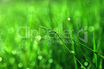 grass with water drops