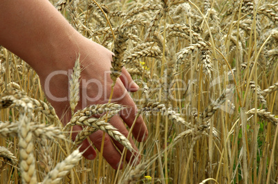 Field of wheat.