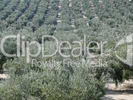 Olivenanbau