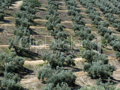 Olivenkultur