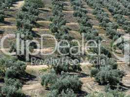 Olivenkultur