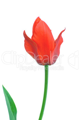 Blossoming tulip