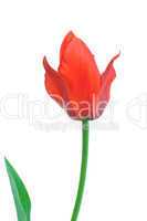 Blossoming tulip