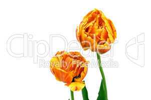 Two tulip