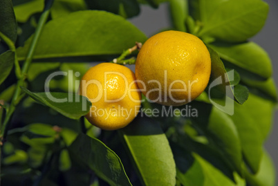 Citrus Fortunella