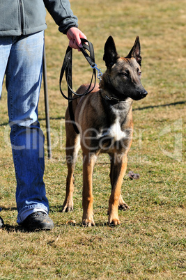 Malinois