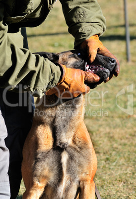 Malinois