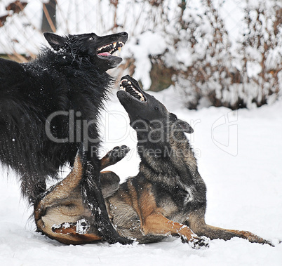 Groenendael und Malinois