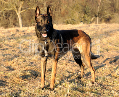 Malinois