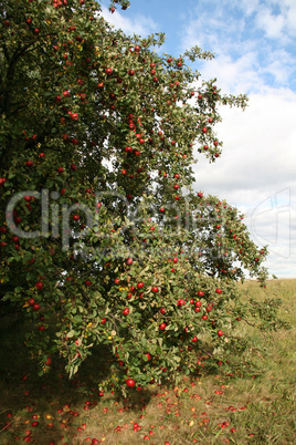 Obstbaum