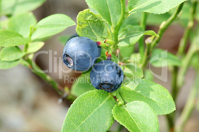 heidelbeeren