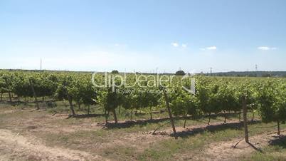 Rows of green vines in a vineyard