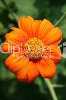 Sonnenblume