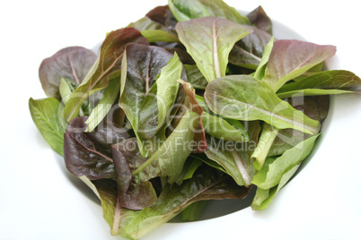 roter feldsalat