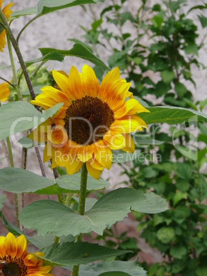 Sonnenblume